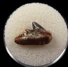 German Notidanoides muensteri tooth | Buried Treasure Fossils