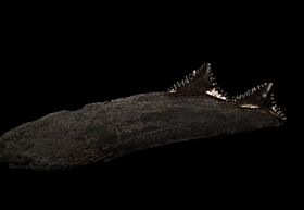 Big Edestus whorl for sale | Buried Treasure Fossils