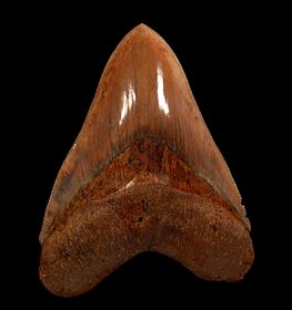 Large Indonesian Megalodon tooth for sale | Buried Treasure Fossils