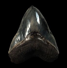 Real Indonesian Megalodon tooth for sale | Buried Treasure Fossils