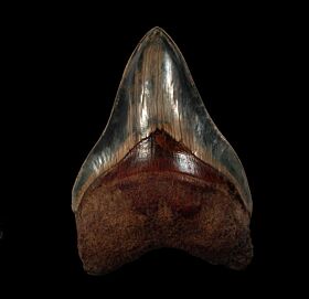 Indonesian  Otodus megalodon tooth for sale | Buried Treasure Fossils  