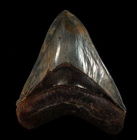 Cheap Indonesia  Megalodon tooth for sale | Buried Treasure Fossils