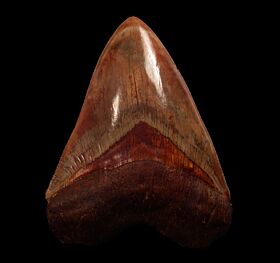 Real  West Java Megalodon tooth for sale | Buried Treasure Fossils