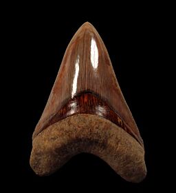 Real  West Java Otodus megalodon tooth for sale | Buried Treasure Fossils