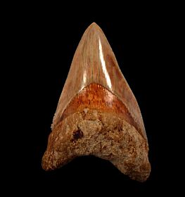 Big Indonesian  Otodus  megalodon tooth for sale | Buried Treasure Fossils  