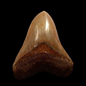 Indonesian  Otodus  megalodon for sale | Buried Treasure Fossils  