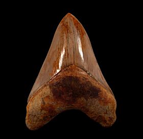 New  West Java  Otodus  megalodon tooth for sale | Buried Treasure Fossils