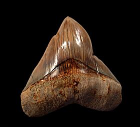Quality Indonesian  Megalodon tooth for sale | Buried Treasure Fossils