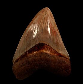 Quality West Java  Otodus megalodon tooth for sale | Buried Treasure Fossils