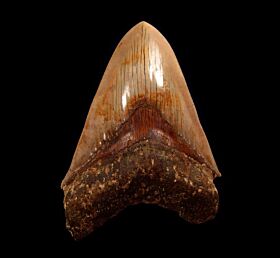 Good Indonesia Megalodon tooth for sale | Buried Treasure Fossils