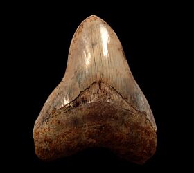 Inexpensive Indonesia  Megalodon tooth for sale | Buried Treasure Fossils