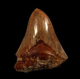 Indonesian Megalodon tooth IN73 for sale | Buried Treasure Fossils