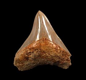 Indonesian Megalodon tooth IN67 for sale | Buried Treasure Foss
