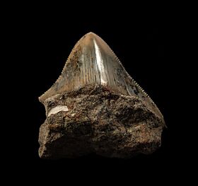 West Java Meg tooth 68 for sale | Buried Treasure Fossils  