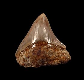 West Java Meg tooth 69 for sale | Buried Treasure Fossils  