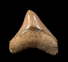 Indonesian Megalodon tooth IN70 for sale | Buried Treasure Fossils