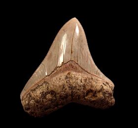 Indonesian Megalodon tooth IN72 for sale | Buried Treasure Fossils
