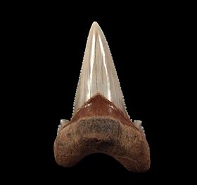 Real Kazakhstan Auriculatus tooth for sale | Buried Treasure Fossils