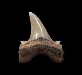 Kazakhstan Auriculatus tooth | Buried Treasure Fossils