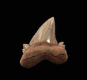 Kazakhstan Auriculatus tooth for sale | Buried Treasure Fossils