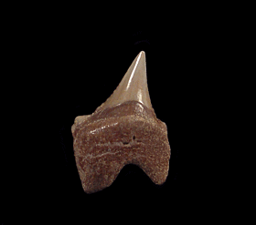 Auriculatus parasymphyseal tooth for sale | Buried Treasure Fossils