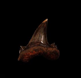Carcharocles aksuaticus tooth for sale | Buried Treasure Fossils