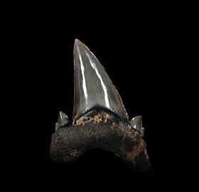 O. mugodzharicus tooth for sale | Buried Treasure Fossils