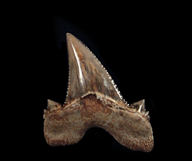 Otodus aksuaticus (Serrated)               
