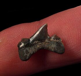 O. mugodzharicus transition tooth for sale | Buried Treasure Fossils