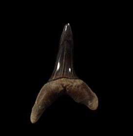 Kazakhstan Macrorhizodus nolfi tooth for sale | Buried Treasure Fossils