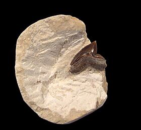 Kansas Squalicorax curvatus tooth for sale | Buried Treasure Fossils