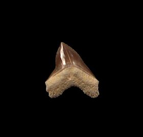 Kansas Squalicorax hartwelli tooth for sale | Buried Treasure Fossils