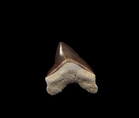 S. hartwelli shark tooth for sale | Buried Treasure Fossils
