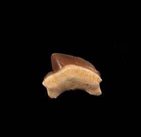 Kansas S. kaupi tooth for sale | Buried Treasure Fossils