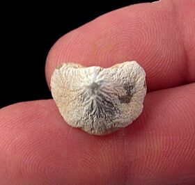 Kansas S. mortoni tooth for sale | Buried Treasure Fossils
