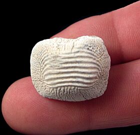 Kansas Ptychodus marginallis tooth for sale | Buried Treasure Fossils