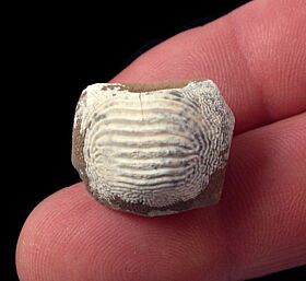 Kansas Ptychodus mammillaris tooth for sale | Buried Treasure Fossils