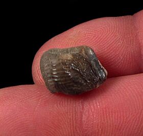 Kansas S. polygyrus tooth for sale | Buried Treasure Fossils