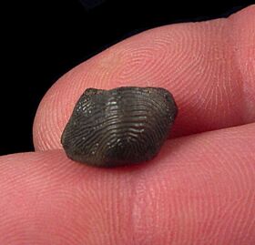 Large Ptychodus marginallis shark tooth for sale | Buried Treasure Fossils
