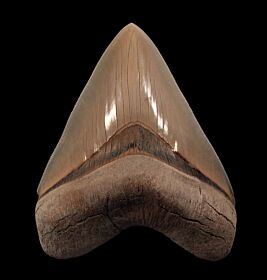 Aurora Megalodon tooth for sale | Buried Treasure Fossils