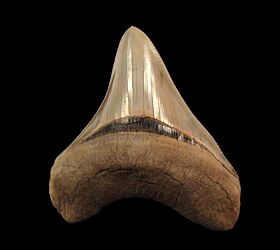 Extra Large Aurora Megalodon tooth for sale | Buried Treasure Fossils