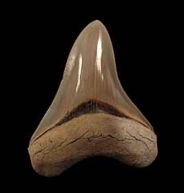 Incredible Lee Creek Megalodon tooth for sale | Buried Treasure Fossils