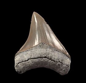 Lee Creek Megalodon shark tooth for sale | Buried Treasure Fossils