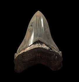 An excellent Aurora Chubutensis tooth for sale | Buried Treasure Fossils