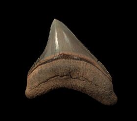 Incredible Aurora Megalodon tooth for sale | Buried Treasure Fossils