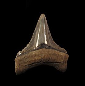 An excellent Lee Creek Chubutensis tooth for sale | Buried Treasure Fossils