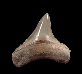 Real Lee Creek Chubutensis tooth for sale | Buried Treasure Fossils