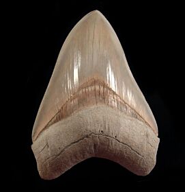 Carcharocles megalodon   