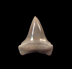 Aurora A3 anterior Mako tooth for sale | Buried Treasure Fossils