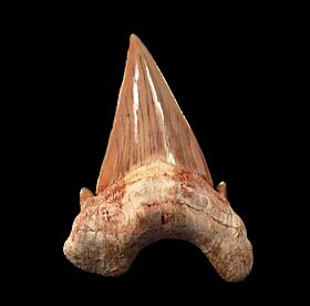Extra large Otodus obliquus tooth for sale | Buried Treasure Fossils